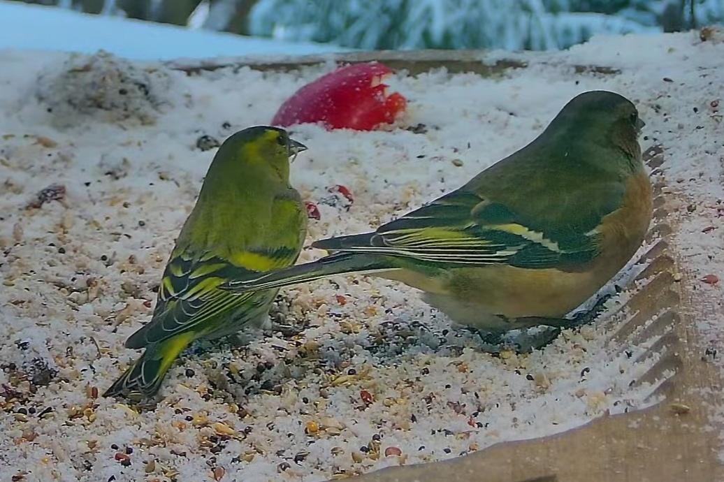 livebirdspoland_3ef317ef8faf1b9a25f68f16b4dfe00a.jpg