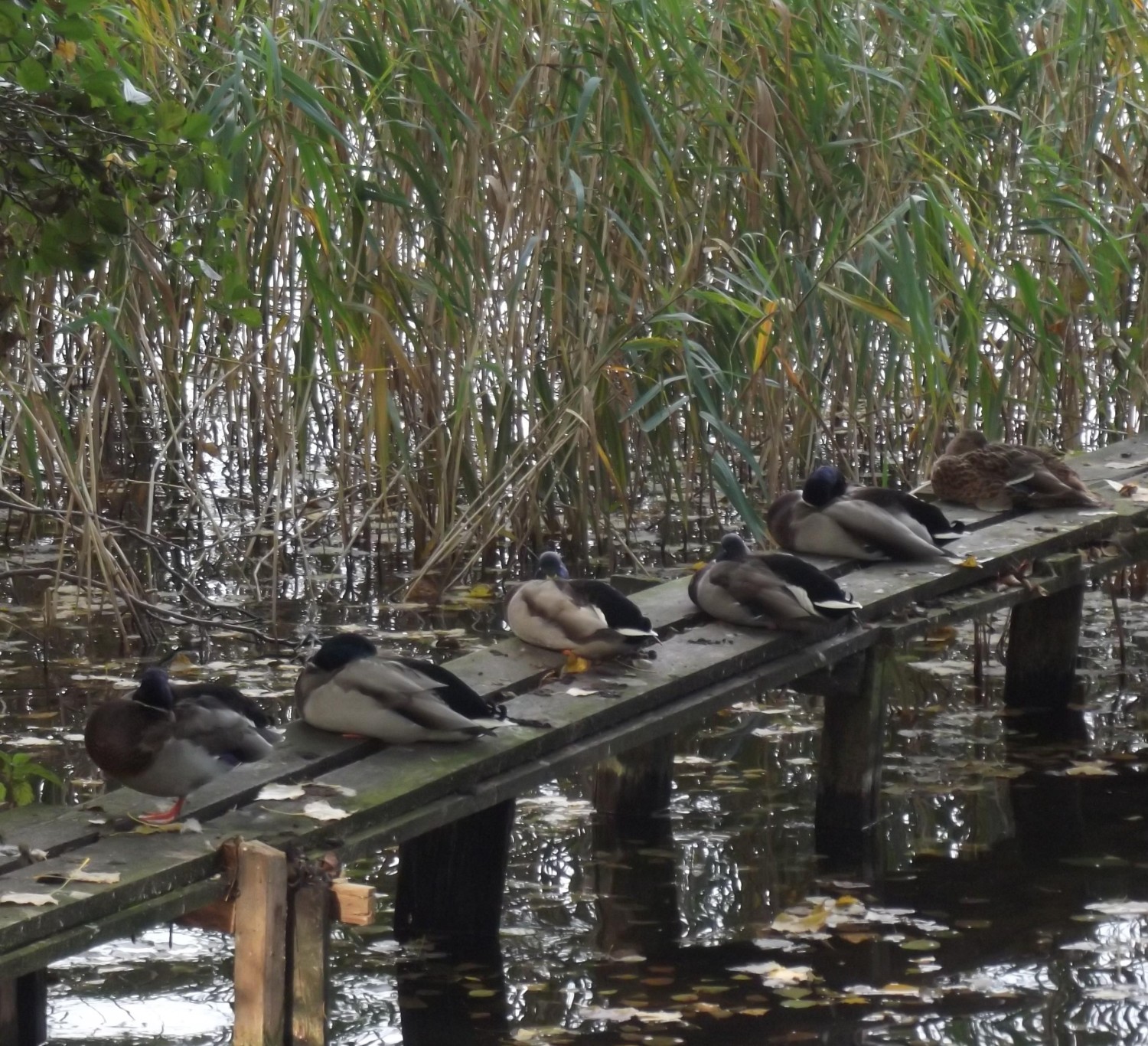 livebirdspoland_f59c076b55ea9834550516fbe923038f.jpg