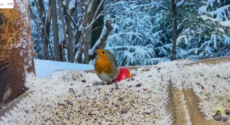 livebirdspoland_ffdc775fab00162994d37a30f945c71b.jpg