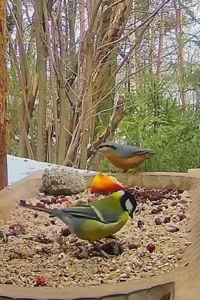 livebirdspoland_eec3d17689d7f622bb0e15e031338b21.jpg