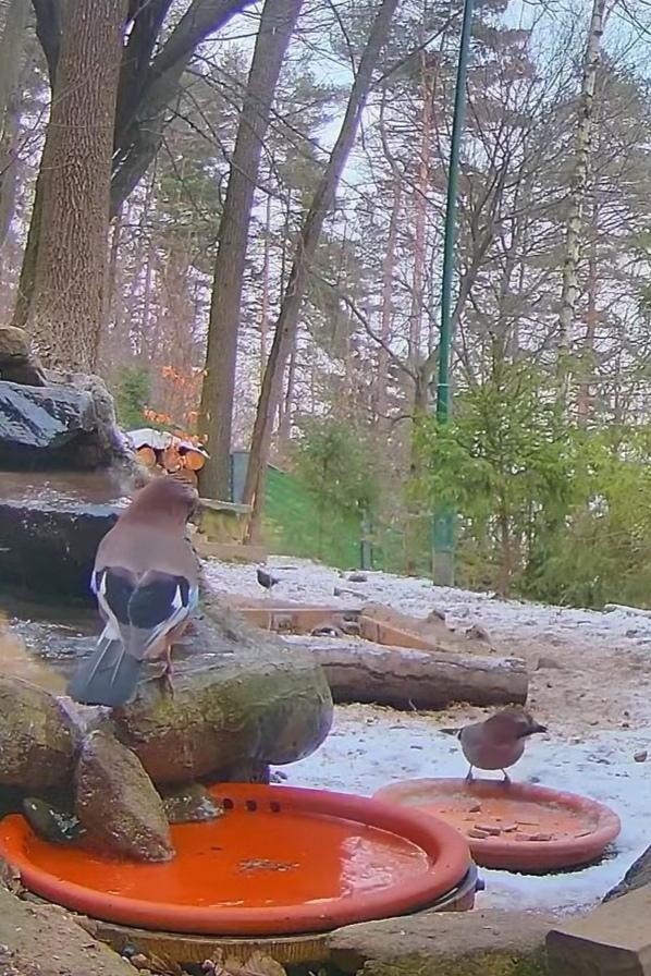 livebirdspoland_b58e8c67f9ae3d33e1b130ac124c0680.jpg