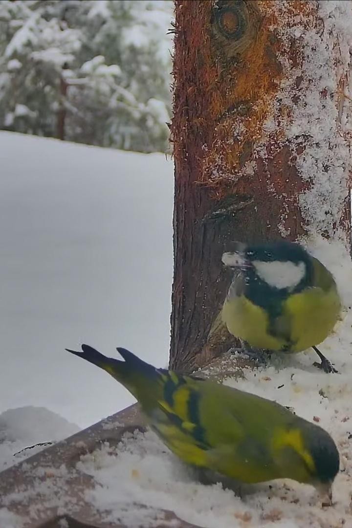 livebirdspoland_196c09e02e11bb2f67b286c1a18072fe.jpg