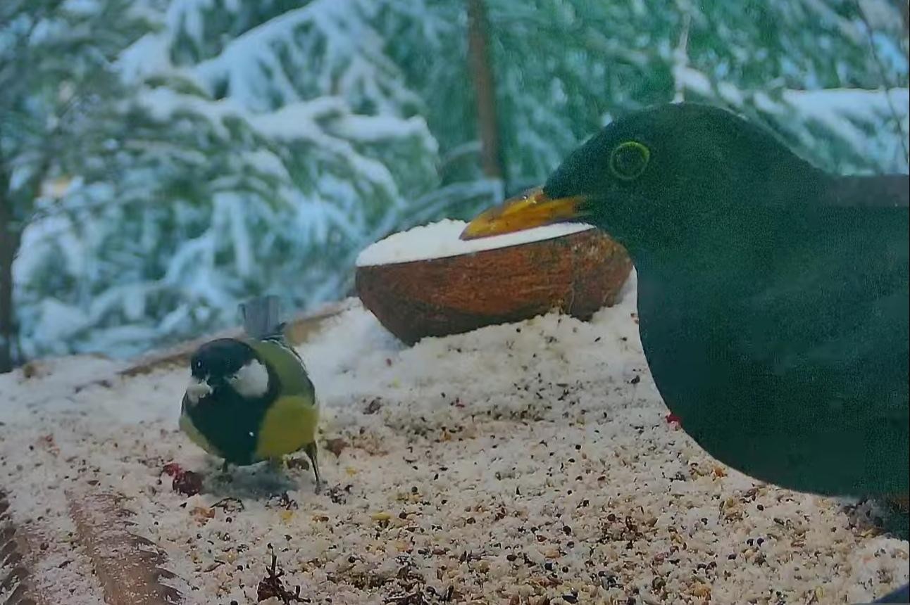 livebirdspoland_ec18643980910fc3801b97e79a916684.jpg