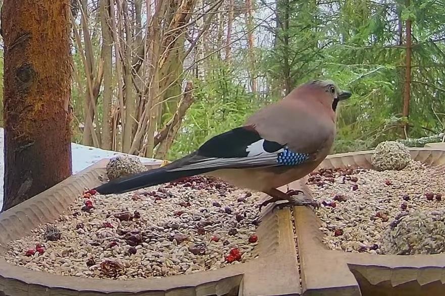 livebirdspoland_f6d023512a4f211e35bb2c2adc3aeef3.jpg