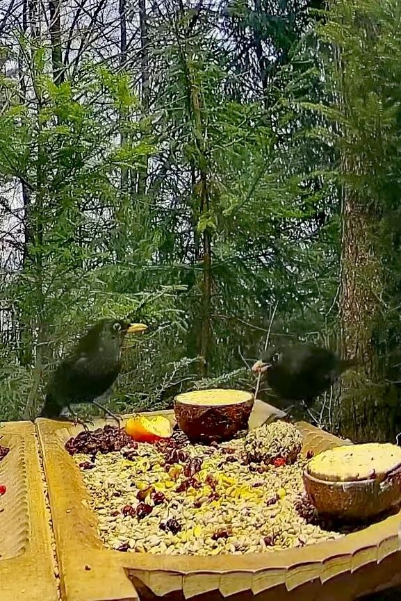 livebirdspoland_0d953eca9a4c86172e9d3a3061ae9723.jpg