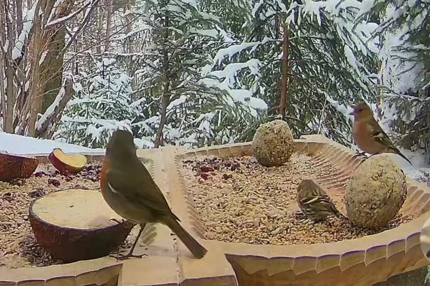 livebirdspoland_8191c1aace359e0d36a0b012fa237a3e.jpg