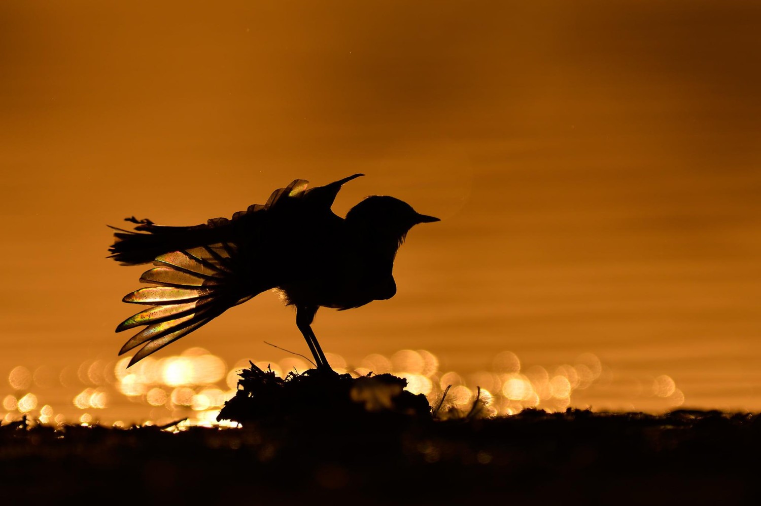 livebirdspoland_844de67e4b9e6a4e1ce6d906c95419a4.jpg