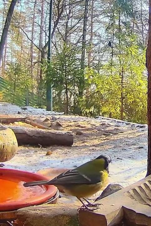 livebirdspoland_f264a3f1ee61c2f96e2a7de671c207e1.jpg