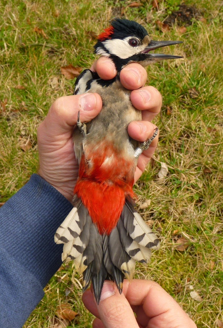 livebirdspoland_807000fd77b2ef3b2fc0232a6cd29f89.png