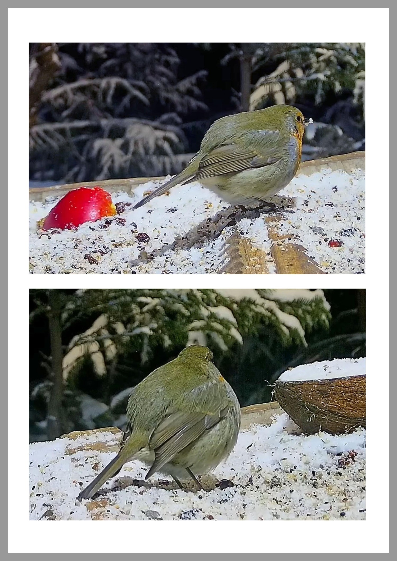 livebirdspoland_45fb65fa391beab2a2d0f0c1d1602ad2.jpg