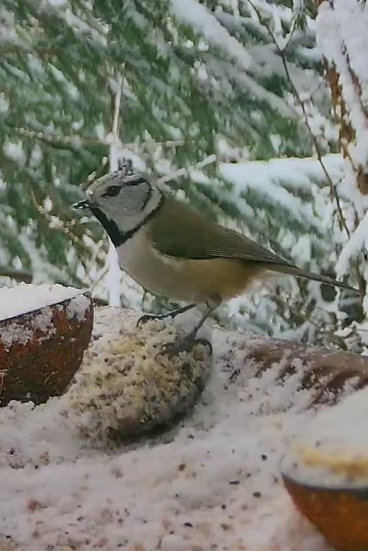 livebirdspoland_dc3509b569a88db5a70d0f7432c5f791.jpg
