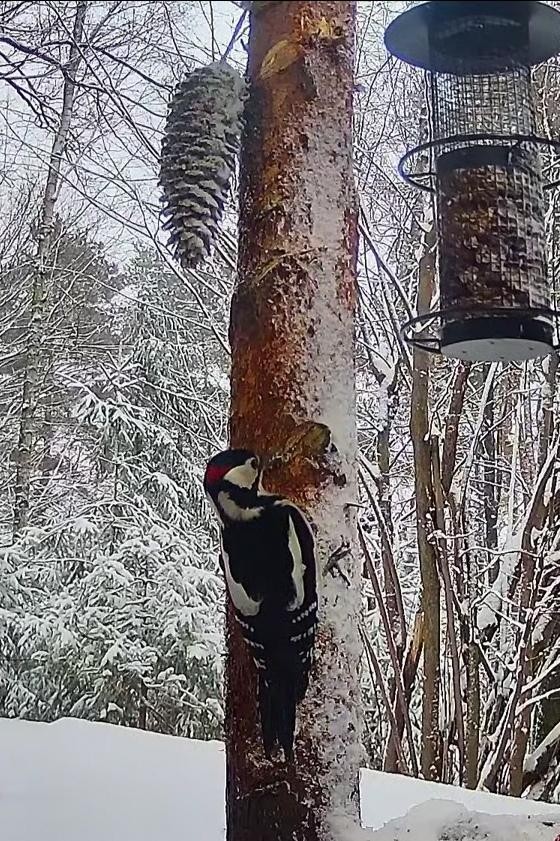 livebirdspoland_3bea3360882ba072baa53e2c78c05db4.jpg