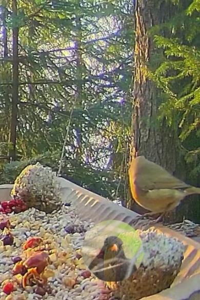 livebirdspoland_db01b19d88778b1b8a23562194b26849.jpg