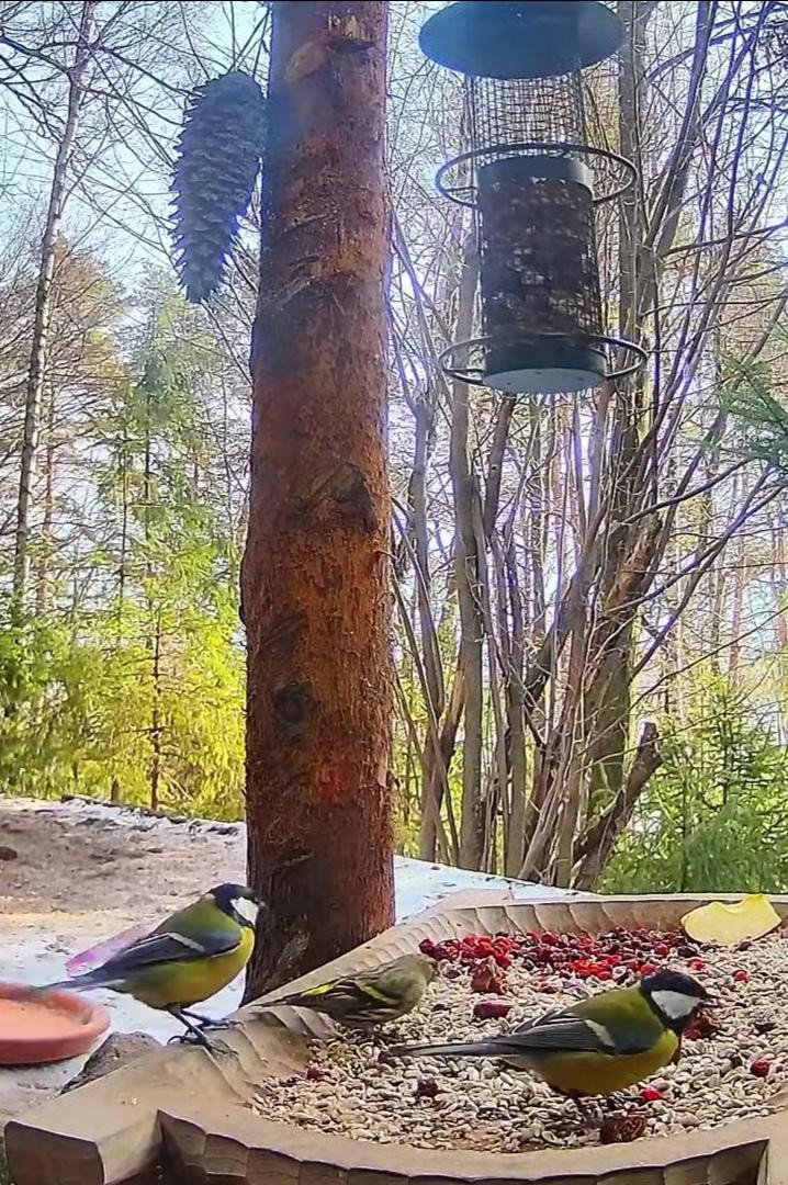 livebirdspoland_f40c6611b971cd8d6d59a498e7b793ce.jpg