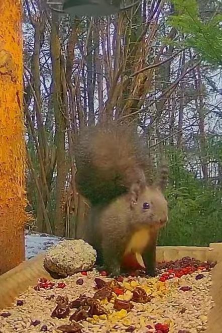 livebirdspoland_6f117639a26b54fe5cc792acfd88be70.jpg