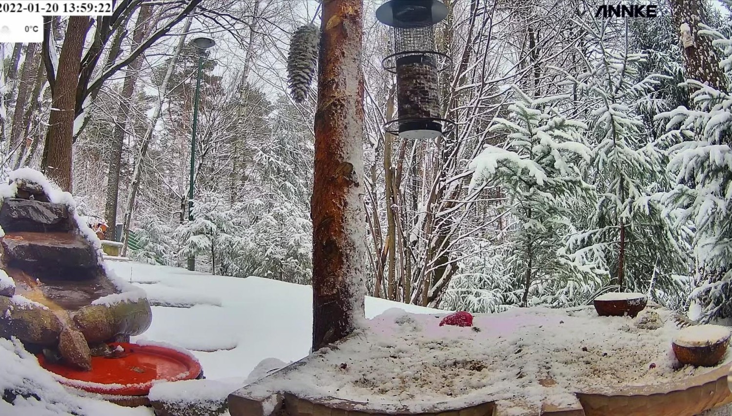 livebirdspoland_27fa59b46e44fd876cfd3f9e1e714760.jpg