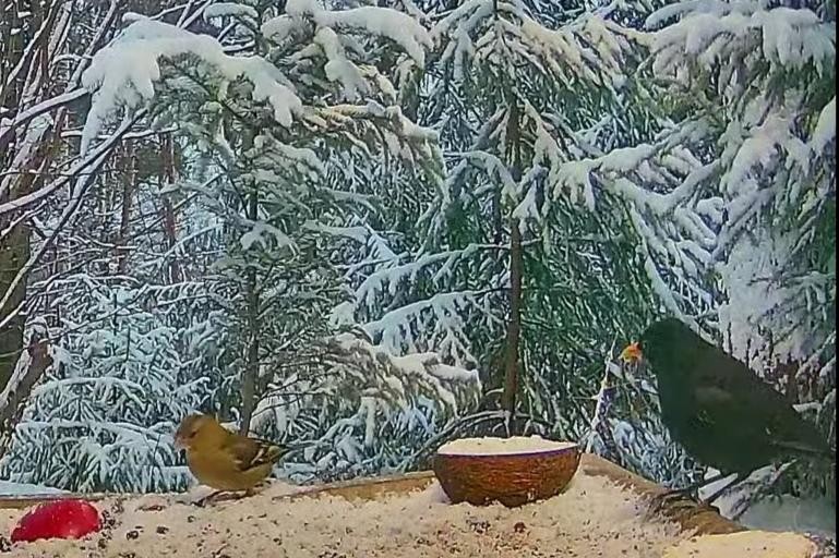 livebirdspoland_f078f890e46d0297ccd74bad2f6dc818.jpg