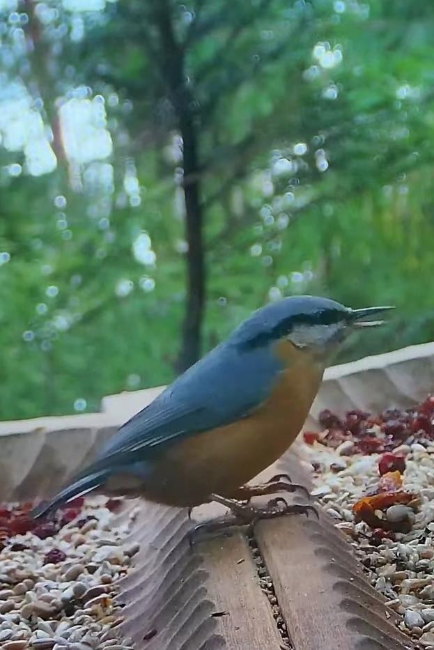 livebirdspoland_35e697ba1af1be3b0141abd97b337dc6.jpg