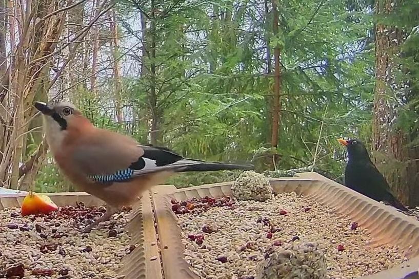 livebirdspoland_56b92a8caa1909520d3062a692d53893.jpg