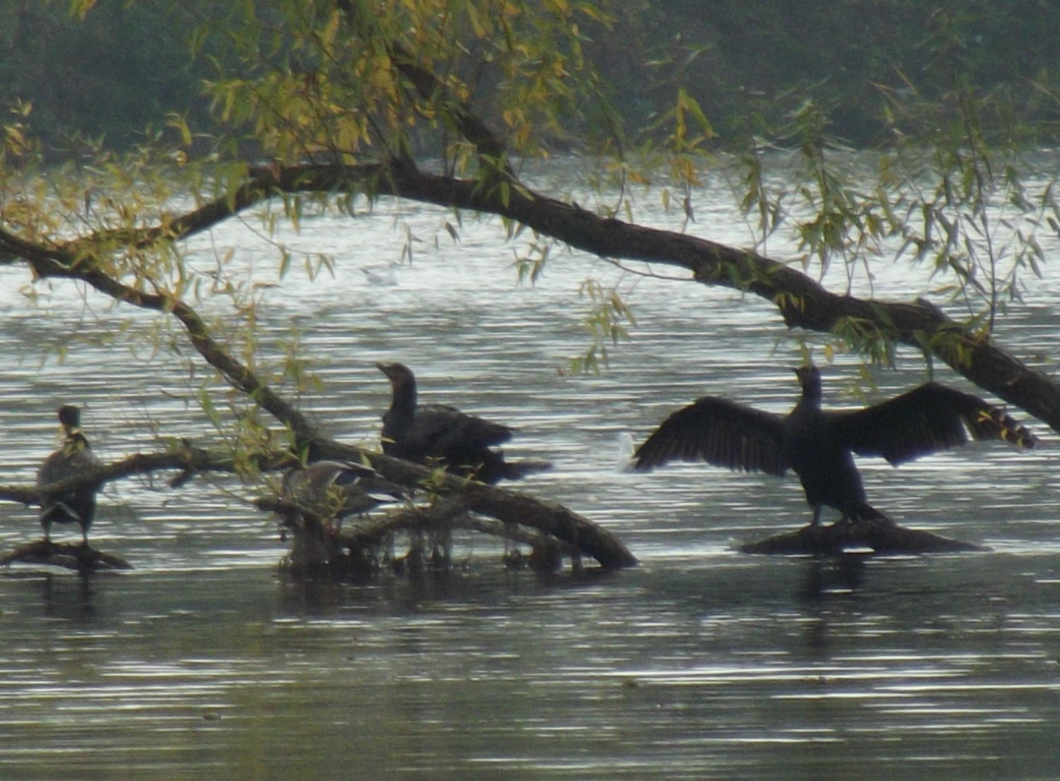 livebirdspoland_53f671b2ba585bc56b12bf22a768c0b3.jpg