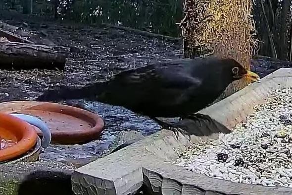 livebirdspoland_07e8d5a5fe823a40234924081bb80c63.jpg