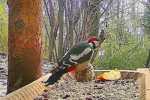 livebirdspoland_cd7e2ff7f49f5f41ad5b48387df0ccef.jpg