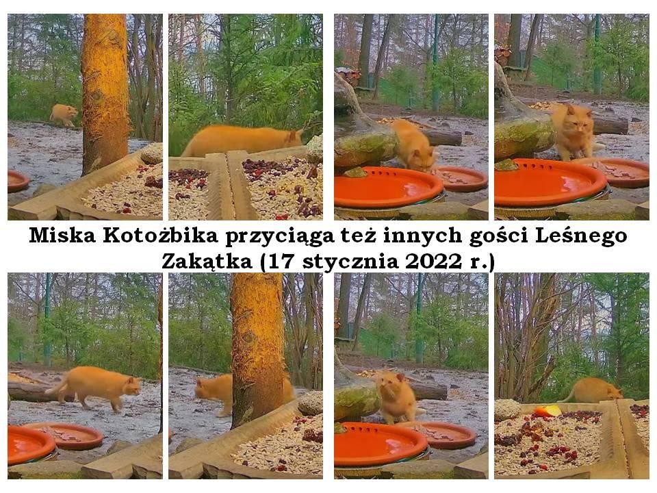 livebirdspoland_eacec1d399715c49ddab3f5f7ec660b8.jpg
