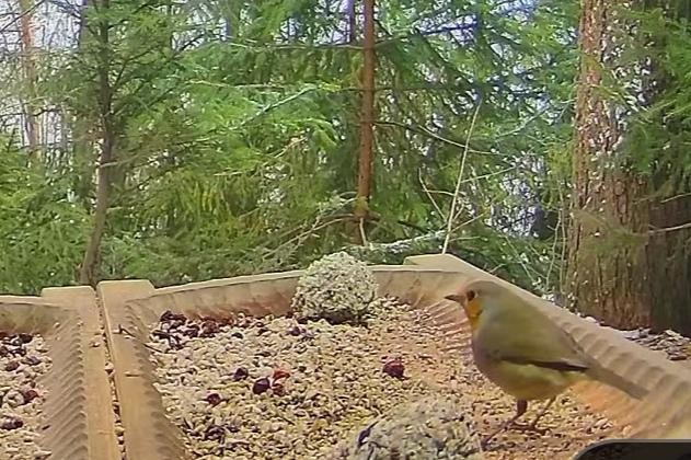 livebirdspoland_b72718d18d2b99bb61829c62ce27c2f1.jpg