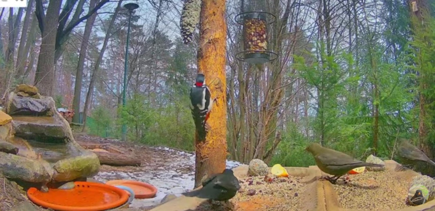 livebirdspoland_b854dd71759f689f4142b0be6d65b6f1.jpg