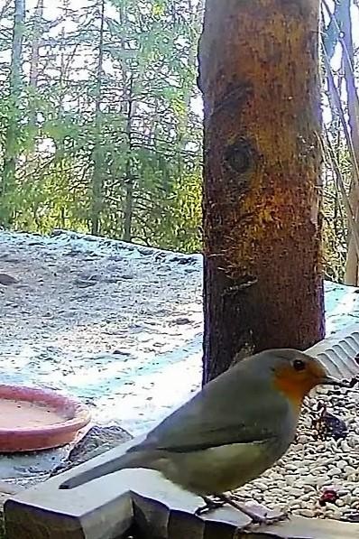 livebirdspoland_e2a06ac9d0eb9a0d5c14450a1899ff89.jpg