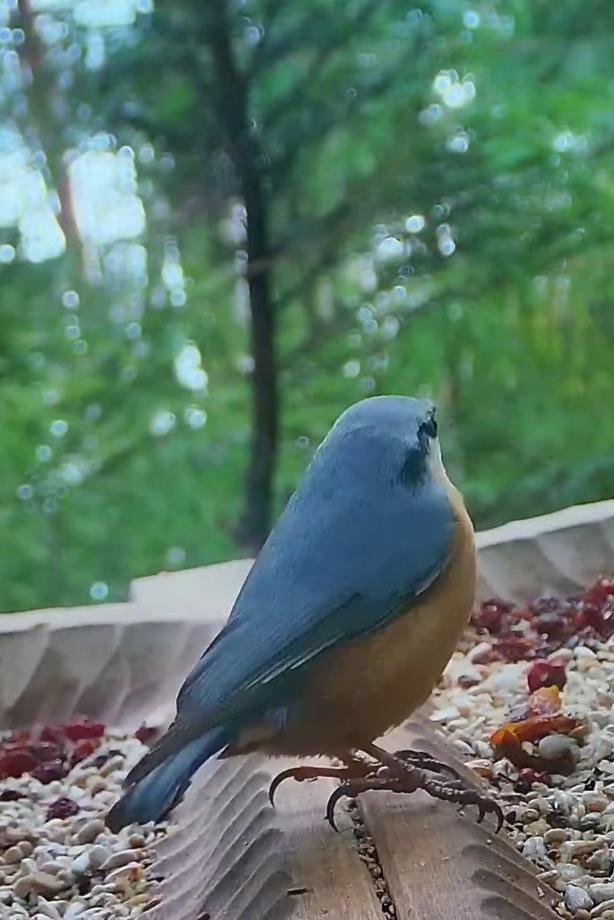 livebirdspoland_37291b9d17b1760b1f40b89b10b0013b.jpg