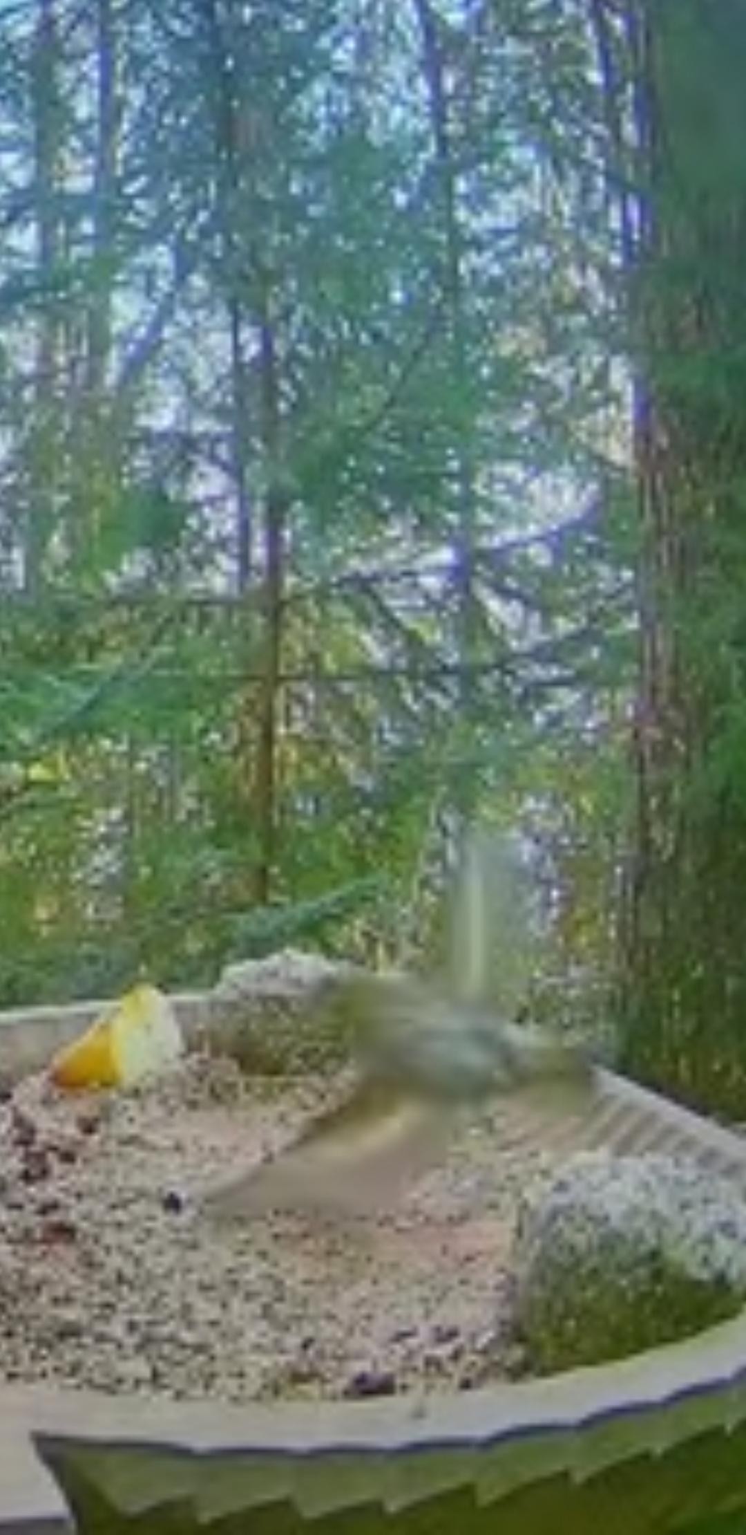 livebirdspoland_fe90b346b31b8172b642fc4f04d4d635.jpg