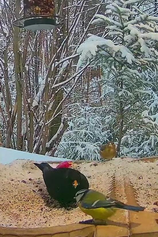 livebirdspoland_2da9d00466bd099f0fcaf0b812ad76ed.jpg