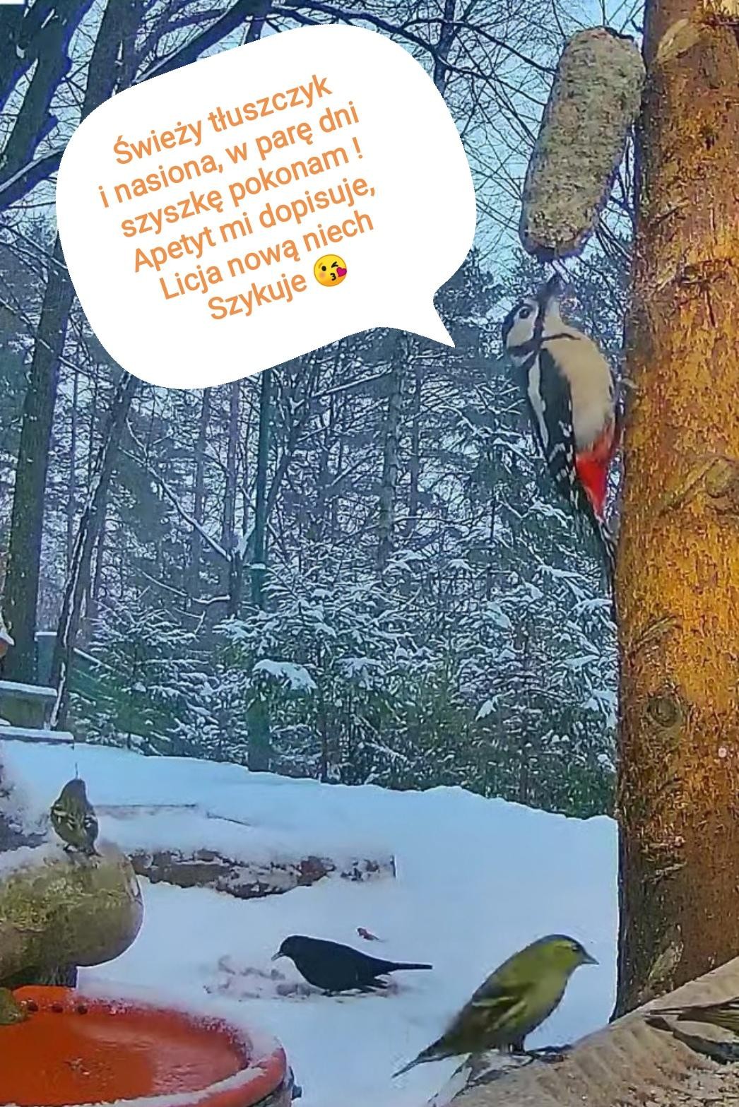 livebirdspoland_90b47cdb091da9b5964a28887bebca86.jpg