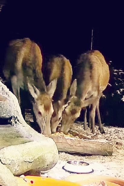 livebirdspoland_a32fe466493cb8d7646a5b8985f9c267.jpg