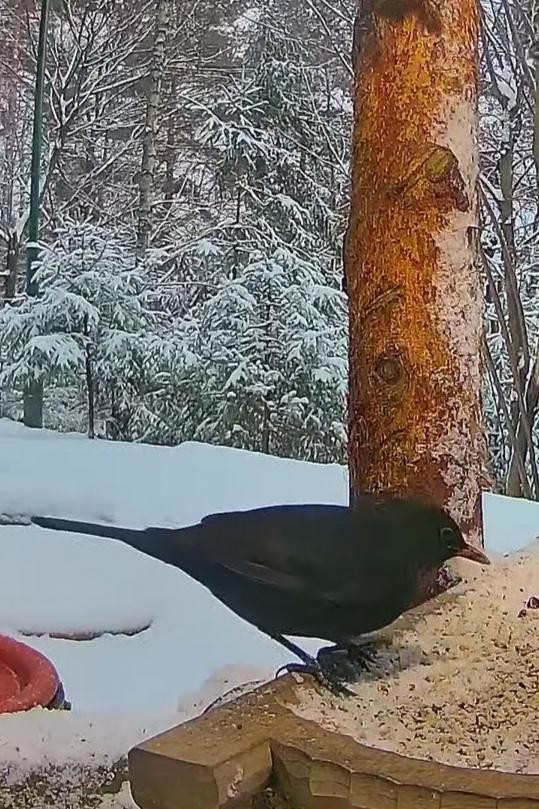 livebirdspoland_b49ad5093fc05dd4cc5afa83f1f7c5a8.jpg