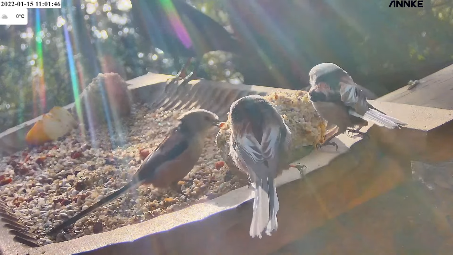 livebirdspoland_f9896a4deedf69a8dcfc3f27be82b566.png