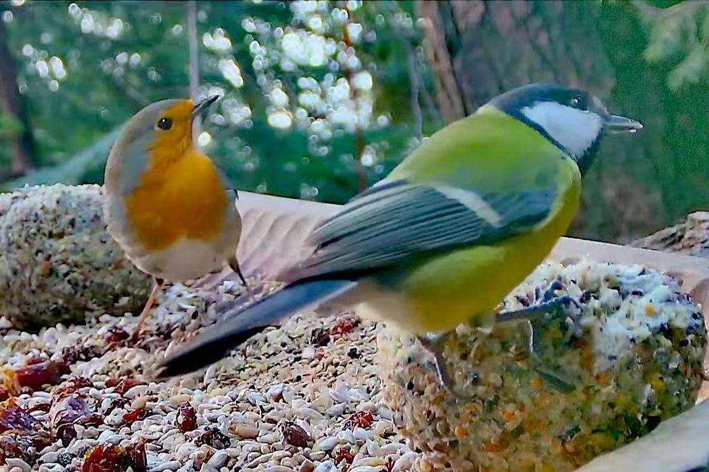 livebirdspoland_a34ac03a9e5c7f9c48e7dd5b74980dba.jpg