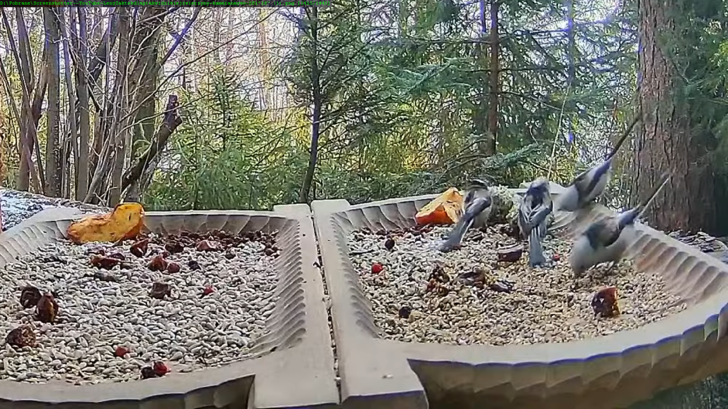 livebirdspoland_90adb9045af6a66396a3d45a6733730e.png