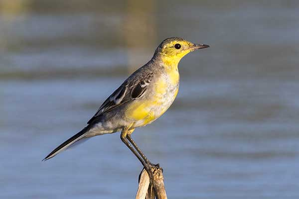 livebirdspoland_bab9dbefb63f22b4975caab5bee351a6.png