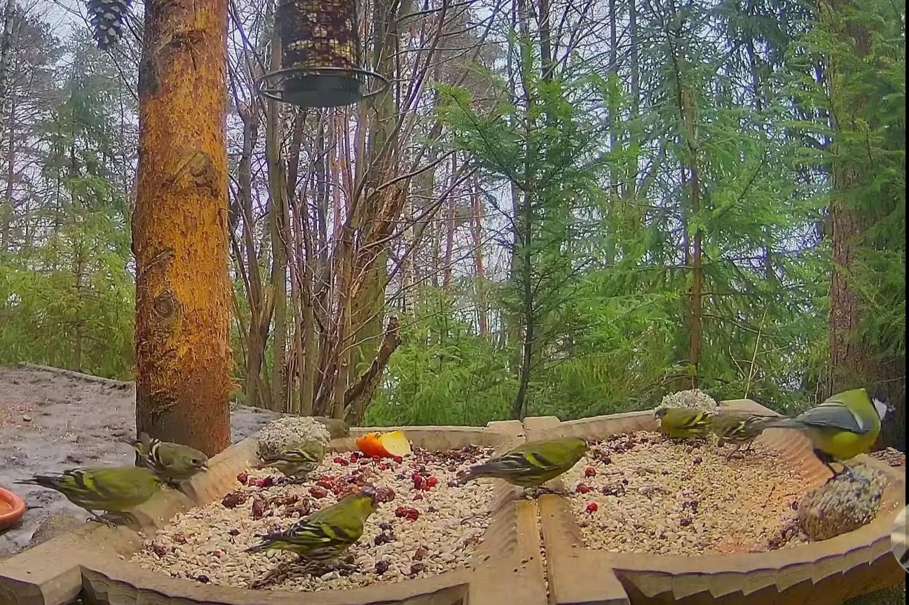 livebirdspoland_8b02055b96b76de28766afe53b48636e.jpg