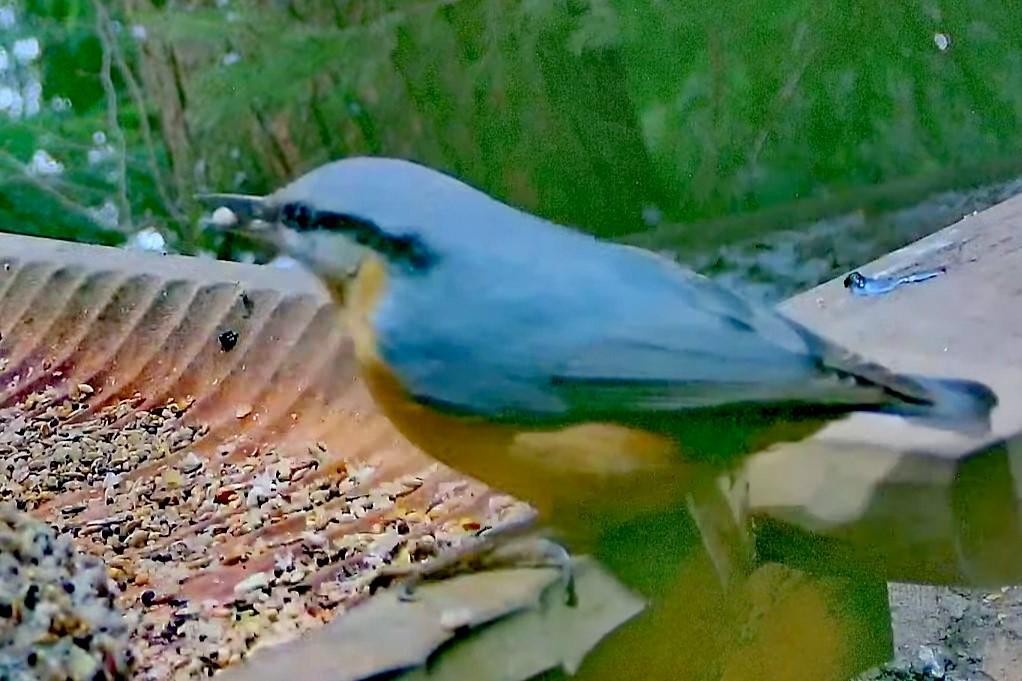 livebirdspoland_bb3a0b690ce969ef5abf2873a4265cf4.jpg