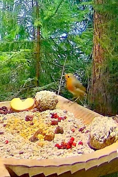 livebirdspoland_1c08b3deaf82c8779a0dc7c43aed0f6f.jpg