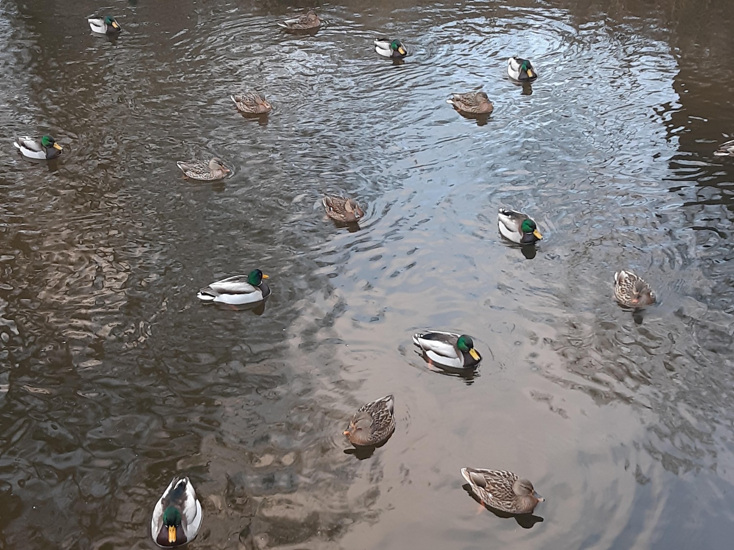 livebirdspoland_db094f9c01e60d4eced7c94511dc6d5c.jpg