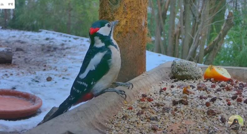 livebirdspoland_5a1a7d93ee8d72322f9b27c2505de1e1.jpg