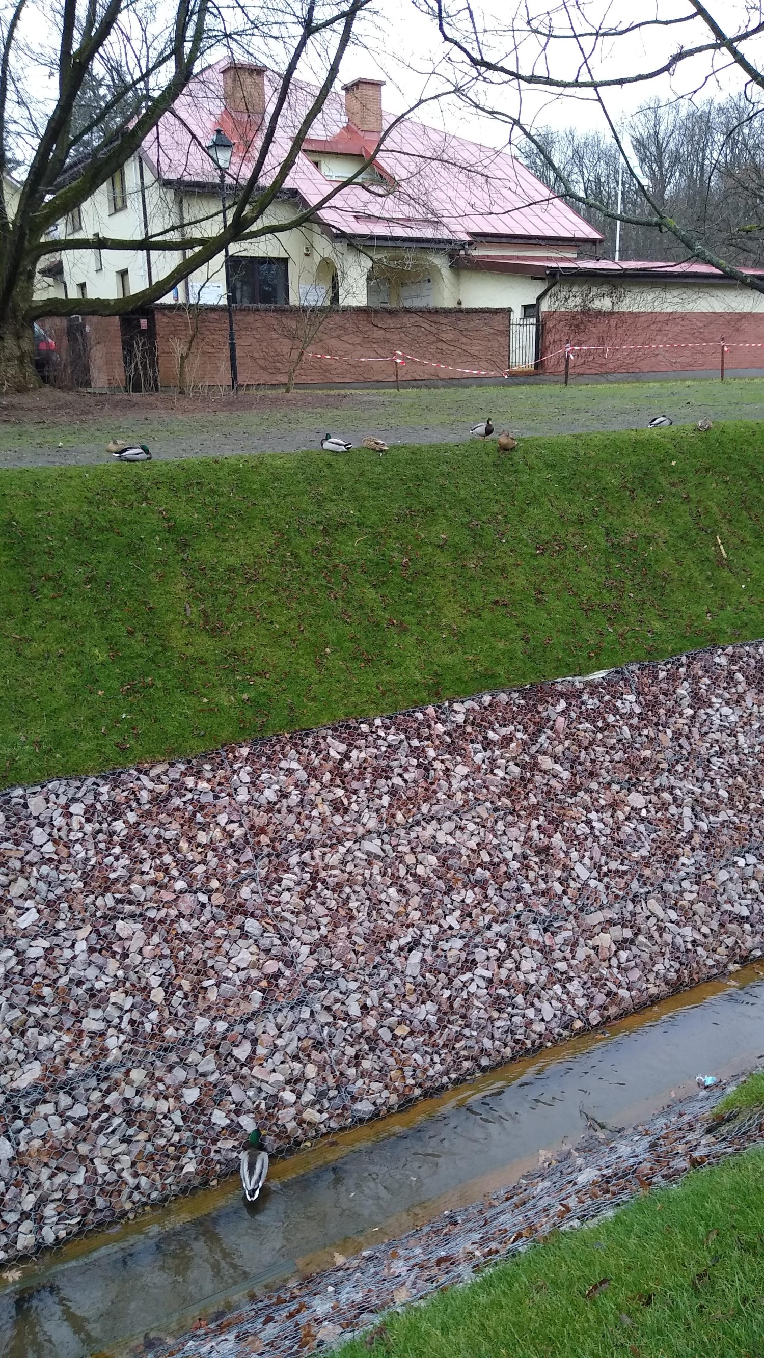 livebirdspoland_843cf83de92f12e5b7ee3e20c766f29e.jpg