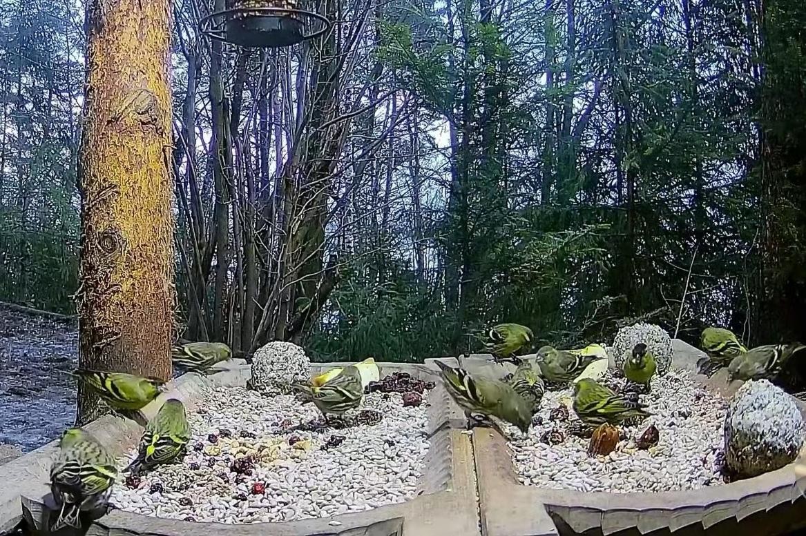 livebirdspoland_7e2b52660393ead03786193b732d7bcd.jpg