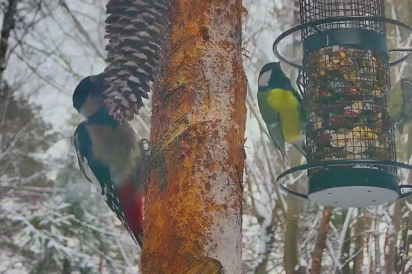 livebirdspoland_086d2fc34eebe4017f012243b504fc87.jpg