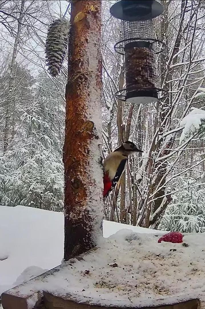 livebirdspoland_cef2ae58afe6dfd8bcbd9673b72f55dc.jpg