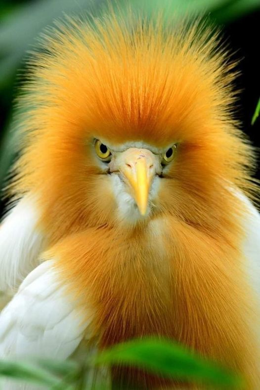 livebirdspoland_6237ece0f6eecb7380afecbd70a827ce.png